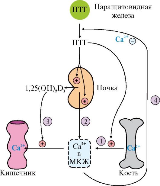 На рисунке изображена схема объясняющая механизм поддержания концентрации кальция в организме впр